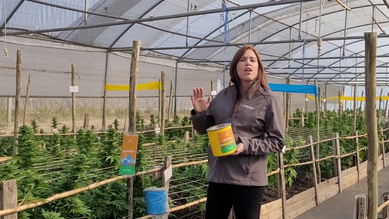 Die belangrikheid van vangs en monitering vir biologies beheer in cannabis (Trapping & monitering)