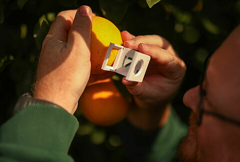 Managing pest mites in citrus through IPM