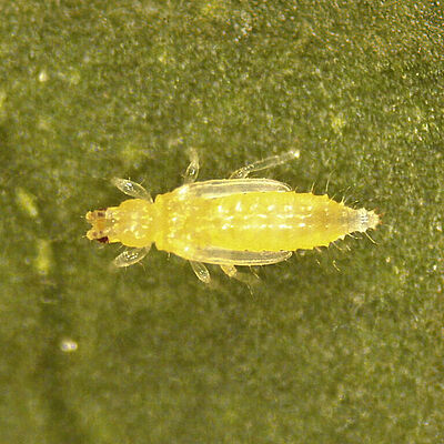 Thrips Parvispinus Pupa