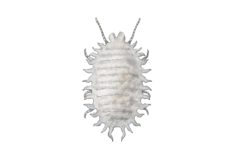 Mealybugs and scales