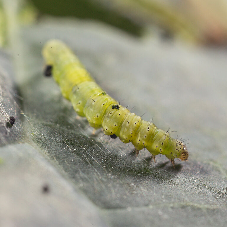Larva of the Diamondback moth Plutella xylostella