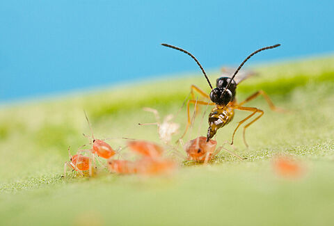The War on Pests Isn’t Working. Here’s What Is.