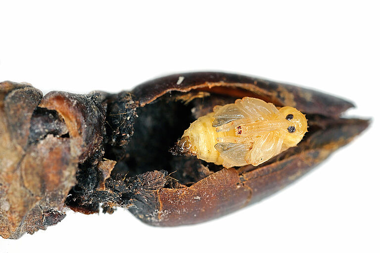 Pear blossom weevil (Anthonomus piri) pupa in flower bud