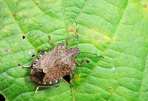 Brown marmorated stink bug