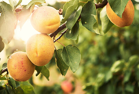 Apricot