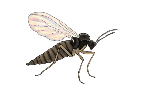 Flies