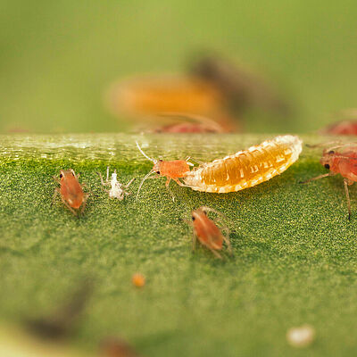Aphidoletes aphidimyza larval stage