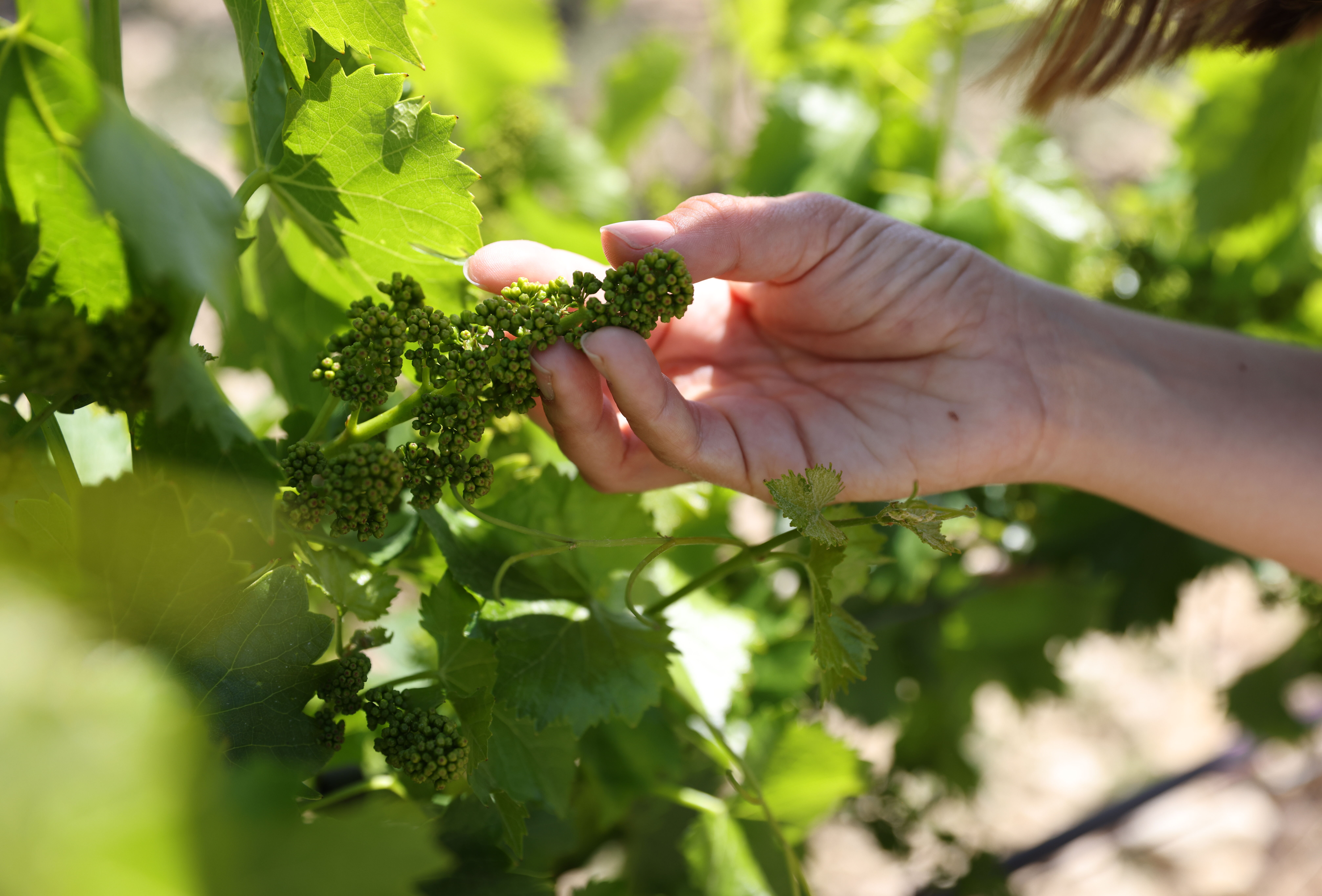 2023 trial season proves value of biological solutions in outdoor crops