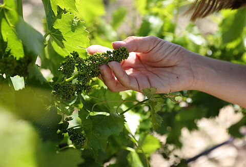 2023 trial season proves value of biological solutions in outdoor crops