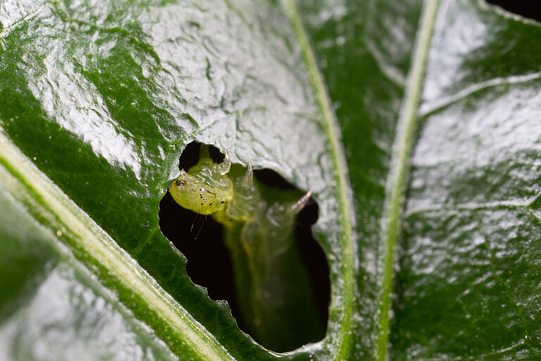 Golden twin-spot moth Chrysodeixis chalcites Larva