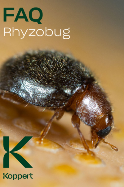 Rhyzobug FAQ