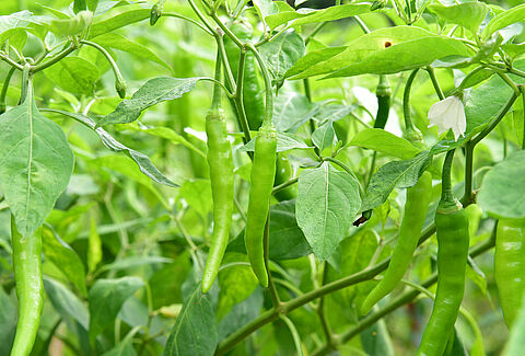 Chili pepper