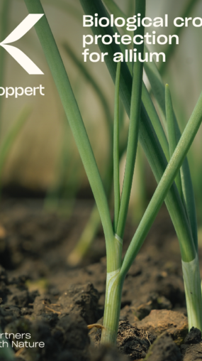 Crop brochure Allium