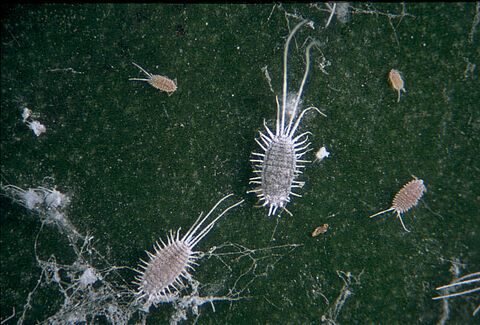 Long-tailed mealybug