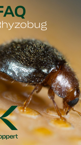 Rhyzobug FAQ