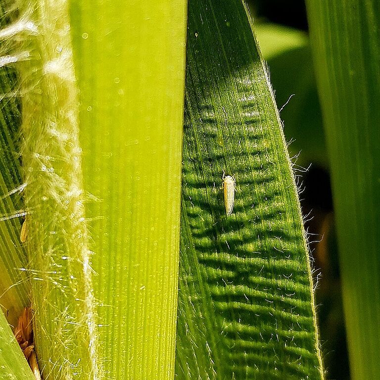 Maize leafhopper Dalbulis maidis