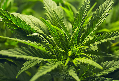 Cannabis
