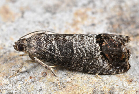 Codling moth
