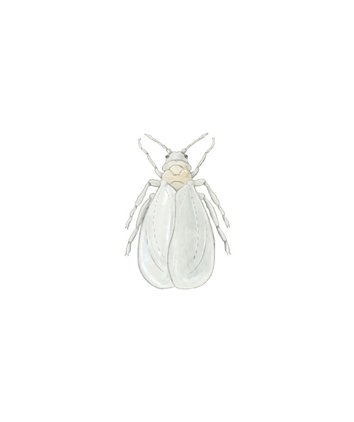 Greenhouse whitefly Trialeurodes vaporariorum Adult Illustration