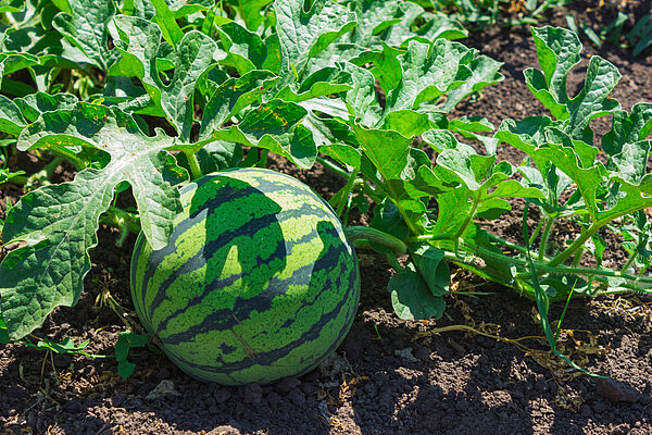 Melon | Koppert Suid-Afrika