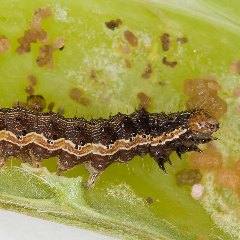 Larva of the Cotton bollworm Helicoverpa armigera