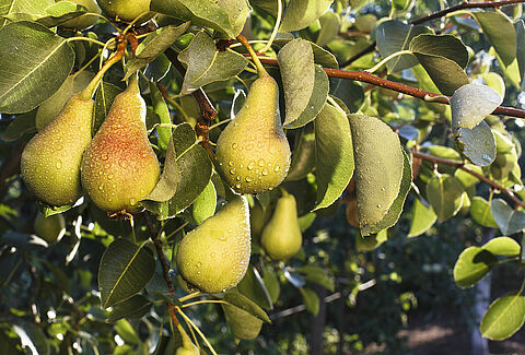 Pear