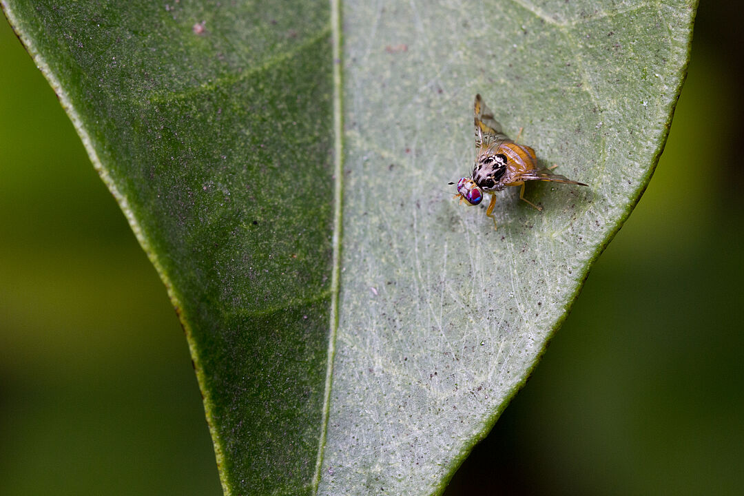 Mediterranean fruit fly - Biocontrol, Damage and Life Cycle