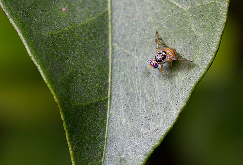 Mediterranean fruit fly