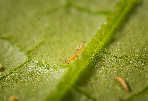 Western flower thrips