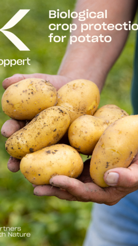 Potato crop brochure