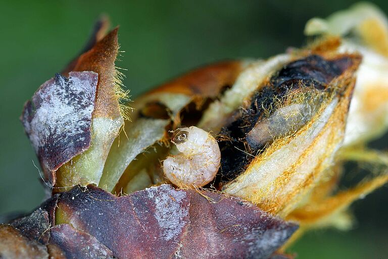 Pear blossom weevil (Anthonomus piri) larva in flower bud of pear