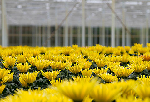 Chrysanthemum
