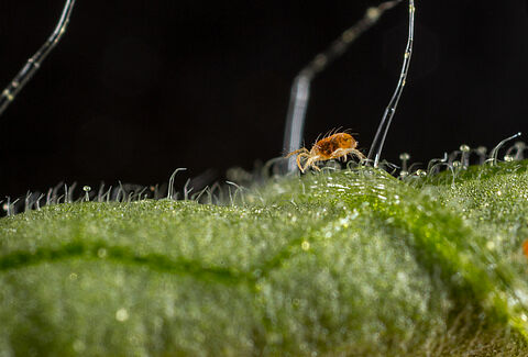 Two-spotted spider mite