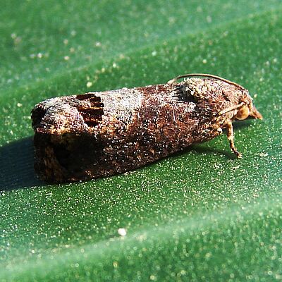 False codling moth Cryptophlebia peltastica Adult
