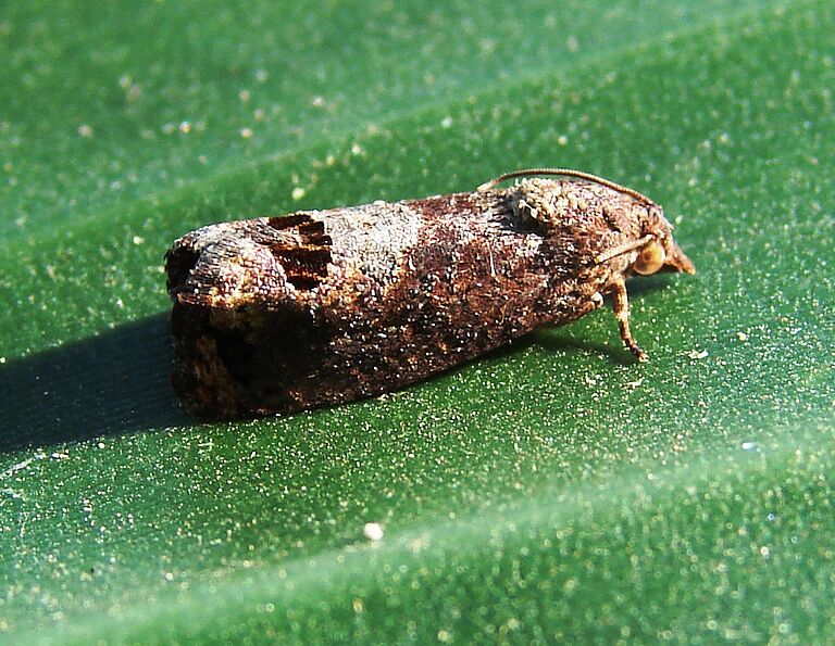 False codling moth Cryptophlebia peltastica Adult