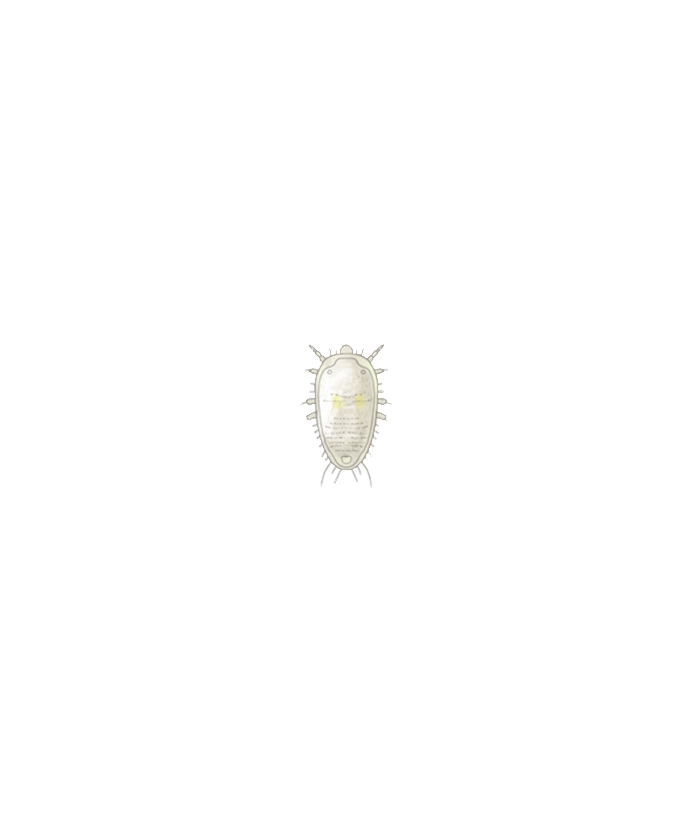 Greenhouse whitefly Trialeurodes vaporariorum First instar larva Illustration