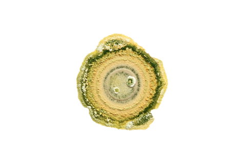 Plant Disease Management