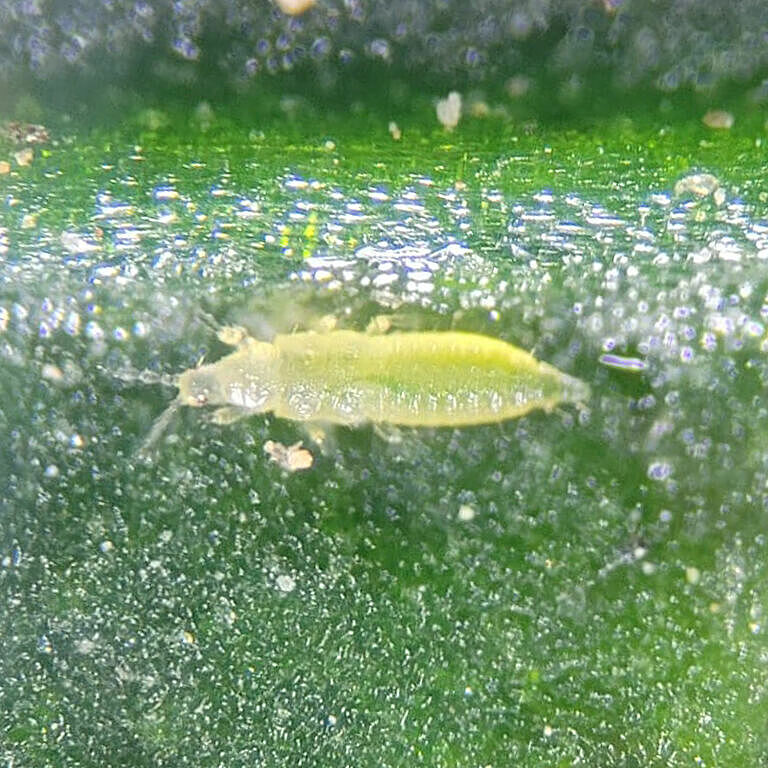 Thrips Parvispinus Larva 2