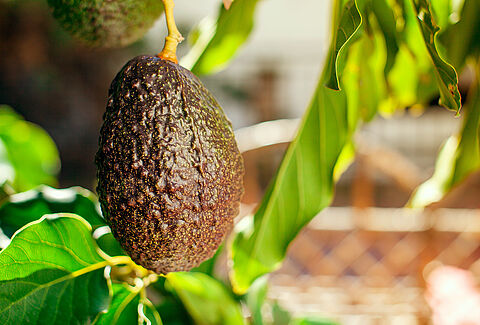 Avocado