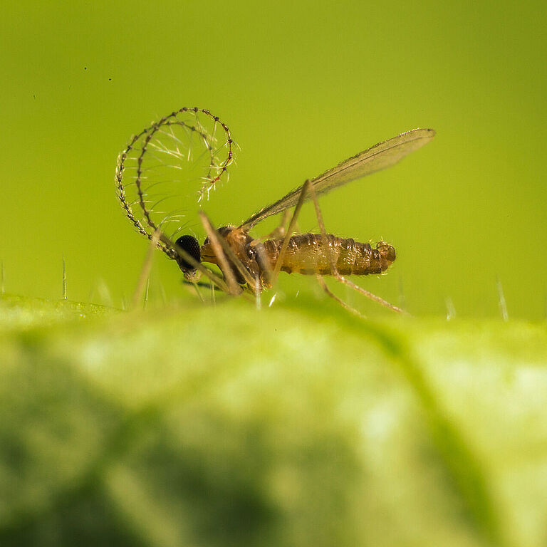 Aphidoletes aphidimyza adult stage