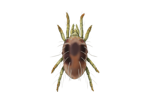 Spider mites and other mites