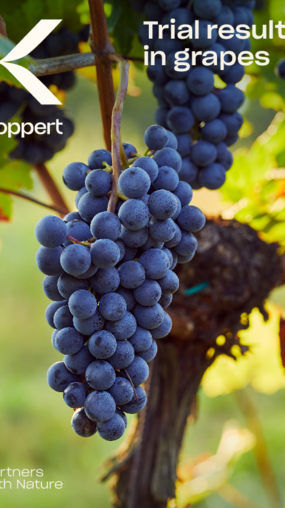 Trial results in grapes 