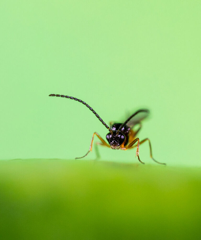 Parasitic wasp Aphidius colemani predating on aphids