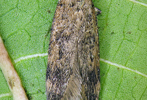 False codling moth