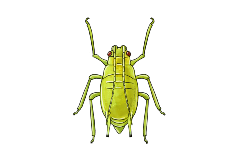 Aphids