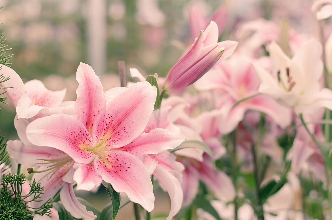 Lily | Koppert Suid-Afrika