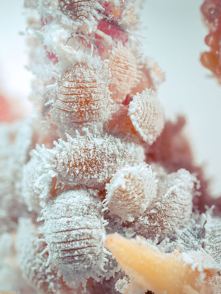 Citrus mealybug Planococcus citri infestation