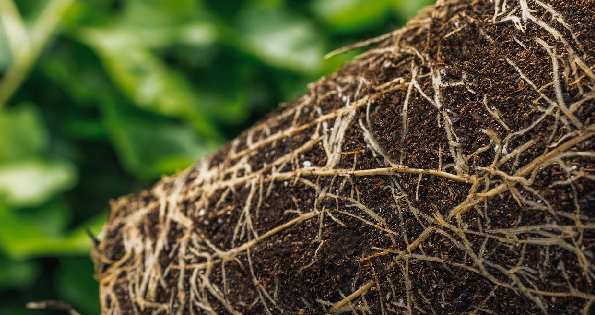 Download Trianum Pamphlet