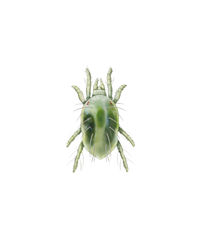 Tetranychus urticae deutonymph