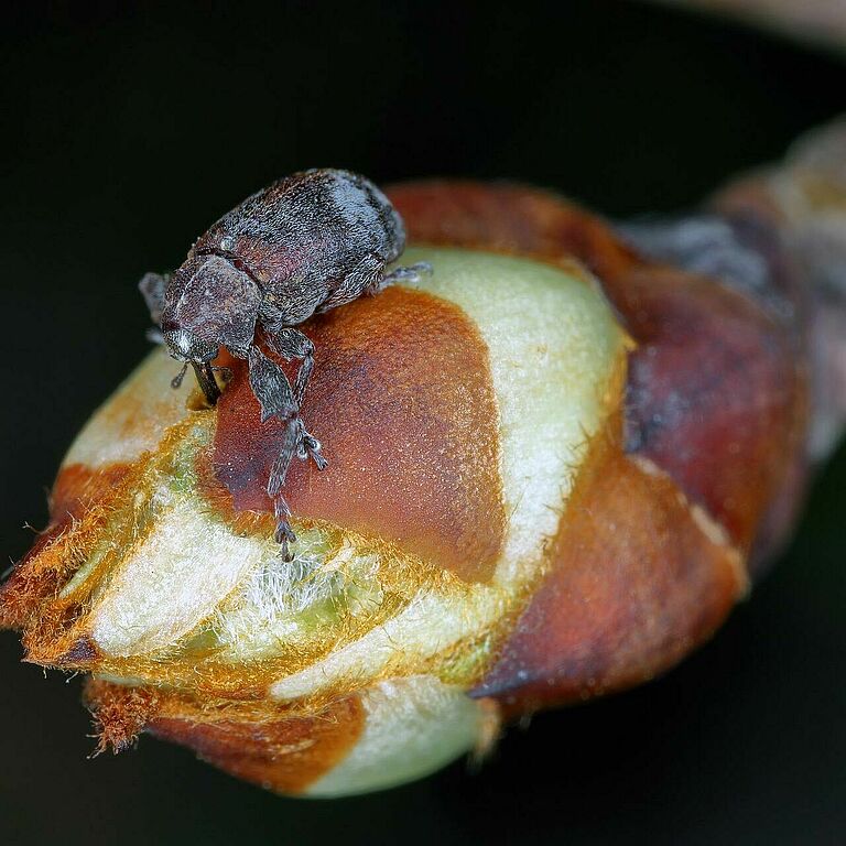 Pear blossom weevil (Anthonomus piri) adult on flower bud.